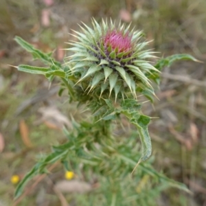 Carduus nutans at Mount Clear, ACT - suppressed