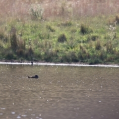 Biziura lobata (Musk Duck) at QPRC LGA - 9 Feb 2023 by Liam.m