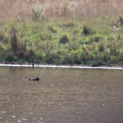 Biziura lobata (Musk Duck) at Bungendore, NSW - 9 Feb 2023 by Liam.m