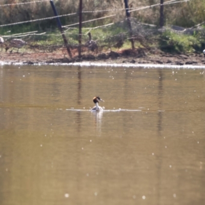 Podiceps cristatus (Great Crested Grebe) at Bungendore, NSW - 10 Feb 2023 by Liam.m