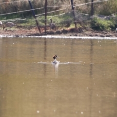 Podiceps cristatus (Great Crested Grebe) at Bungendore, NSW - 9 Feb 2023 by Liam.m