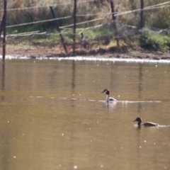 Podiceps cristatus at Bungendore, NSW - 10 Feb 2023 05:51 AM