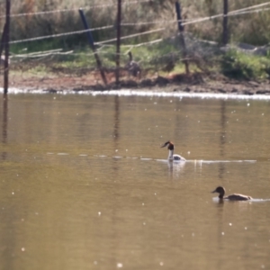 Podiceps cristatus at Bungendore, NSW - 10 Feb 2023