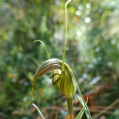 Diplodium aestivum (Long-tongued Summer Greenhood) at Cotter River, ACT - 4 Feb 2023 by RobG1