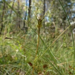 Diplodium aestivum at Cotter River, ACT - 4 Feb 2023