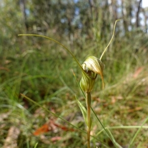 Diplodium aestivum at Cotter River, ACT - 4 Feb 2023