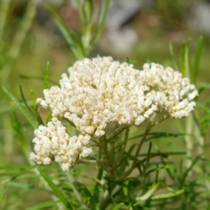 Cassinia aculeata subsp. aculeata at Cotter River, ACT - suppressed