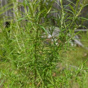 Cassinia aculeata subsp. aculeata at Cotter River, ACT - suppressed