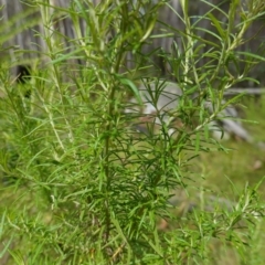 Cassinia aculeata subsp. aculeata at Cotter River, ACT - 4 Feb 2023