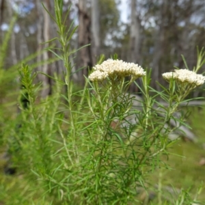 Cassinia aculeata subsp. aculeata at Cotter River, ACT - suppressed