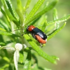 Aporocera (Aporocera) cyanipennis (Leaf beetle) at Namadgi National Park - 3 Feb 2023 by RobG1