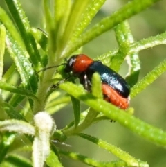 Aporocera (Aporocera) cyanipennis at Cotter River, ACT - 4 Feb 2023