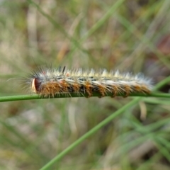 Unidentified Anthelid moth (Anthelidae) at Cotter River, ACT - 4 Feb 2023 by RobG1