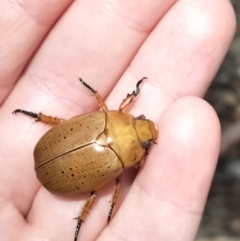 Anoplognathus pallidicollis (Cashew beetle) at Spence, ACT - 11 Feb 2023 by Laserchemisty