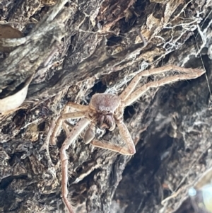 Sparassidae (family) at Casey, ACT - 11 Feb 2023