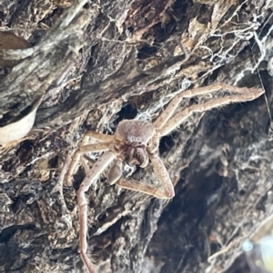 Sparassidae (family) at Casey, ACT - 11 Feb 2023 10:13 AM