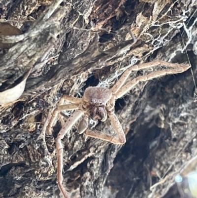 Sparassidae (family) (A Huntsman Spider) at Casey, ACT - 11 Feb 2023 by Hejor1