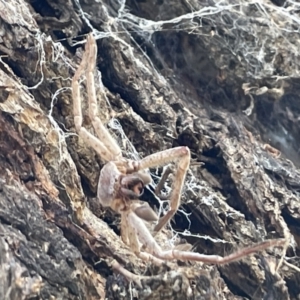 Sparassidae (family) at Casey, ACT - 11 Feb 2023