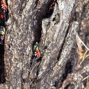 Dindymus versicolor at Casey, ACT - 11 Feb 2023