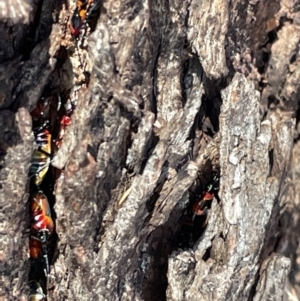 Dindymus versicolor at Casey, ACT - 11 Feb 2023