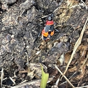 Dindymus versicolor at Casey, ACT - 11 Feb 2023