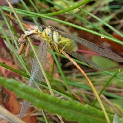 Unidentified Praying mantis (Mantodea) at Cotter River, ACT - 4 Feb 2023 by RobG1