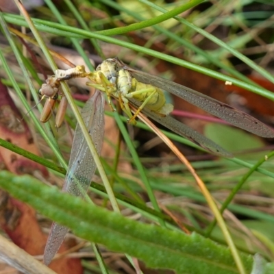 Mantidae (family) adult or nymph at Cotter River, ACT - 4 Feb 2023 by RobG1