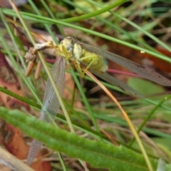 Mantodea sp. (order) (TBC) at Cotter River, ACT - 4 Feb 2023 by RobG1
