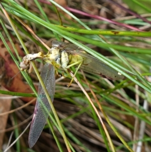 Mantidae (family) adult or nymph at Cotter River, ACT - 4 Feb 2023