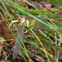 Mantidae (family) adult or nymph at Cotter River, ACT - suppressed