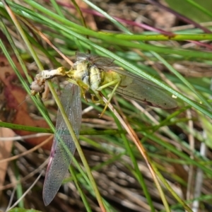 Mantidae (family) adult or nymph at Cotter River, ACT - 4 Feb 2023