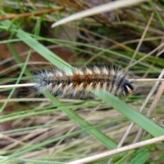 Anthela (genus) immature (Unidentified Anthelid Moth) at Namadgi National Park - 4 Feb 2023 by RobG1