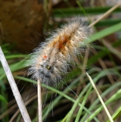 Anthela (genus) immature at Cotter River, ACT - suppressed