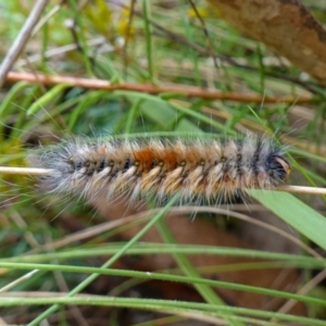 Anthela (genus) immature at Cotter River, ACT - suppressed