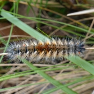 Anthela (genus) immature at Cotter River, ACT - 4 Feb 2023