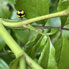 Illeis galbula (Fungus-eating Ladybird) at City Renewal Authority Area - 8 Feb 2023 by Hejor1