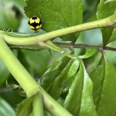 Illeis galbula (Fungus-eating Ladybird) at Canberra, ACT - 8 Feb 2023 by Hejor1