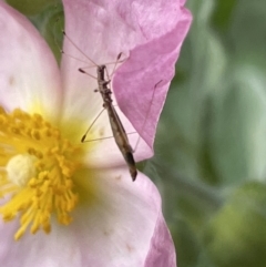 Chinoneides tasmaniensis (Stilt bug) at City Renewal Authority Area - 8 Feb 2023 by Hejor1