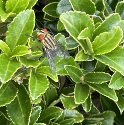 Oxysarcodexia varia (Striped Dung Fly) at City Renewal Authority Area - 8 Feb 2023 by Hejor1