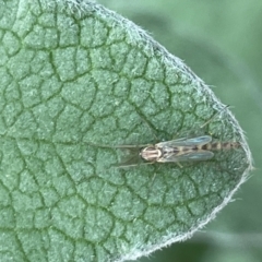 Chironomidae (family) (Non-biting Midge) at City Renewal Authority Area - 8 Feb 2023 by Hejor1