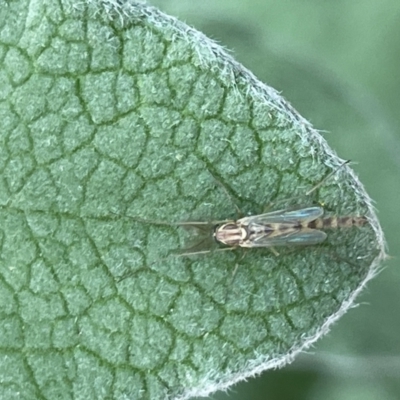 Chironomidae (family) (Non-biting Midge) at Glebe Park - 8 Feb 2023 by Hejor1