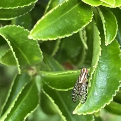 Sapromyza mallochiana (A lauxaniid fly) at City Renewal Authority Area - 8 Feb 2023 by Hejor1