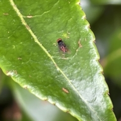 Platypezidae sp. (family) (Unidentified platypezid fly) at Glebe Park - 8 Feb 2023 by Hejor1
