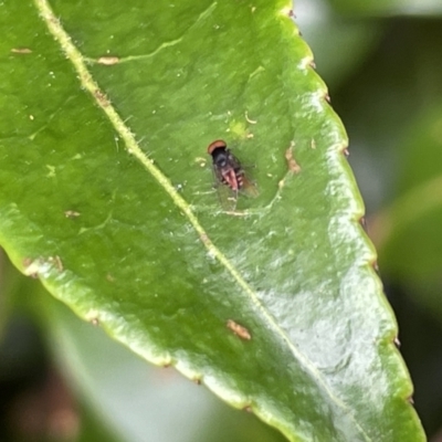 Platypezidae sp. (family) (Unidentified platypezid fly) at City Renewal Authority Area - 8 Feb 2023 by Hejor1