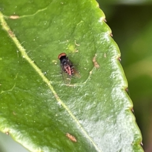 Platypezidae (family) at Canberra, ACT - 8 Feb 2023 05:08 PM