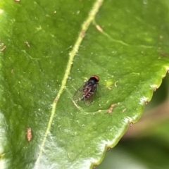 Platypezidae sp. (family) at Canberra, ACT - 8 Feb 2023