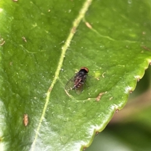 Platypezidae sp. (family) at Canberra, ACT - 8 Feb 2023