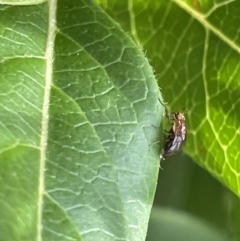 Steganopsis melanogaster (A lauxaniid fly) at Glebe Park - 8 Feb 2023 by Hejor1