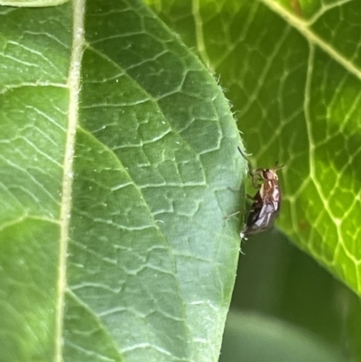 Steganopsis melanogaster (A lauxaniid fly) at Glebe Park - 8 Feb 2023 by Hejor1