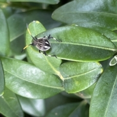 Theseus modestus (Gum tree shield bug) at City Renewal Authority Area - 8 Feb 2023 by Hejor1